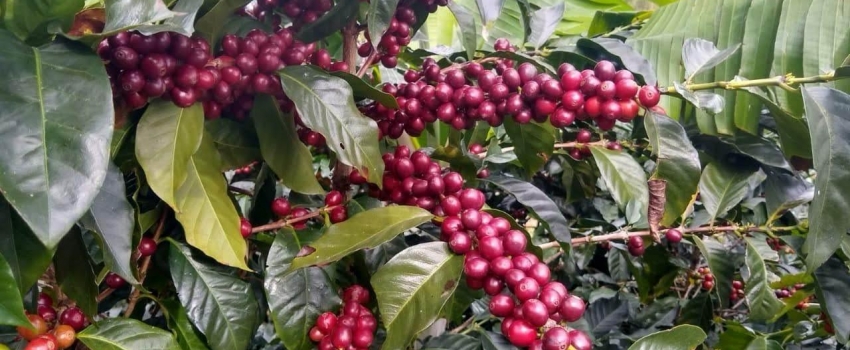 Apta Regional de Marília analisa indicadores econômicos de cultivares de café arábica