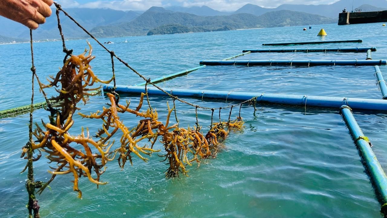 Instituto de Pesca é a única instituição no Brasil a cultivar gametófitos da macroalga Kappaphycus alvarezii