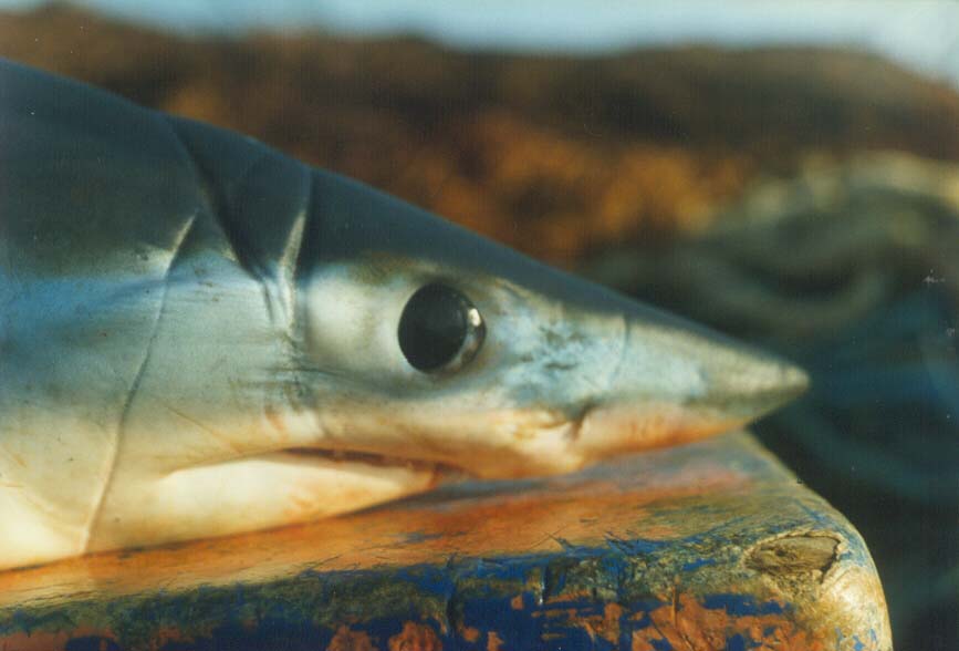 Kit Pega Peixe + Saca Anzol Mki Pesca Pescaria Qualidade