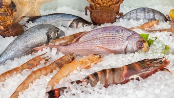  Fácilmente distraído por pescador de pescado regalo