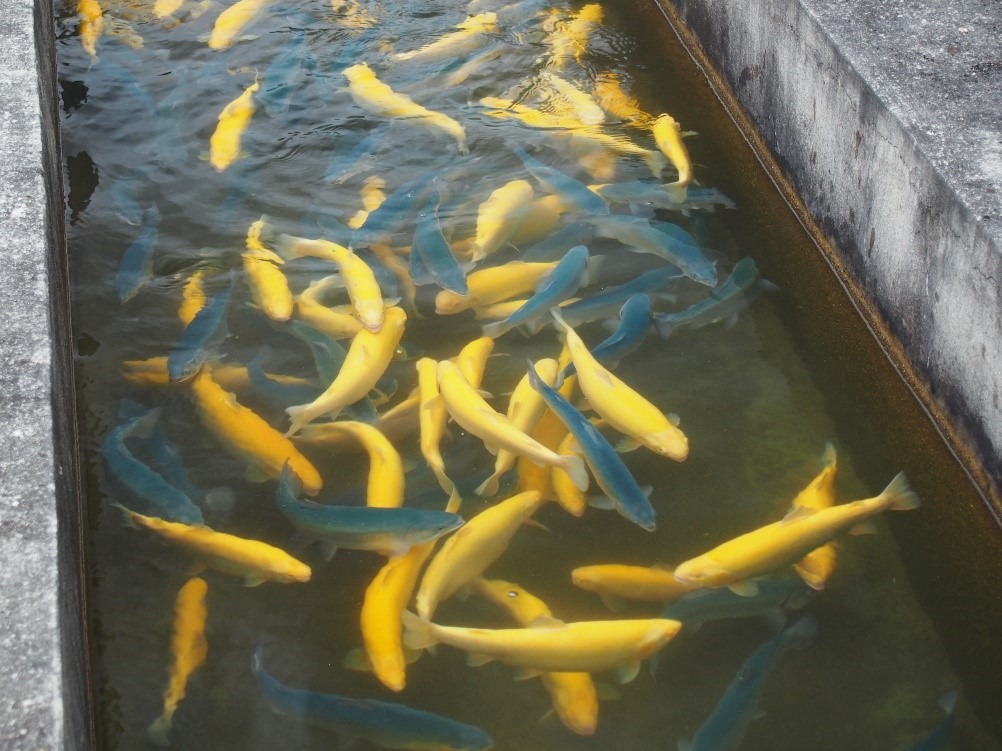 Mestrando do Instituto de Pesca desenvolve estudo inovador sobre crescimento muscular de truta arco-íris